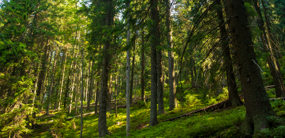 How_Is_Paper_Made_Timber_Forest_Dairi-Pak